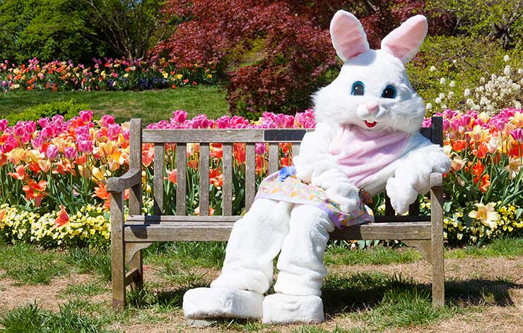 Easter-Bunny-AS64885748-740×472